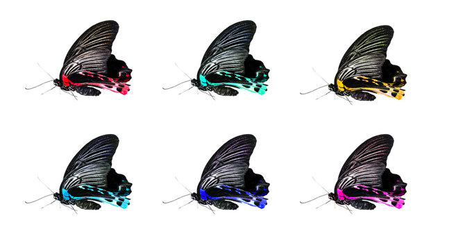 Butterfly isolated collage