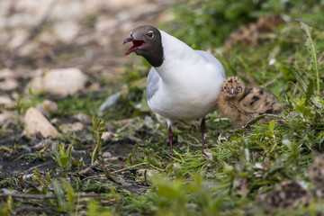 Mouette rieuse et son (ses) poussin(s)
