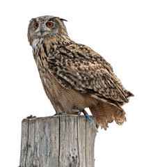 owl on white background