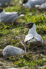 Mouettes rieuses en train de couver