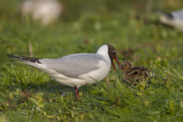 Naklejka na ściany i meble Nourrisage des poussins de mouette rieuse par régurgitation de