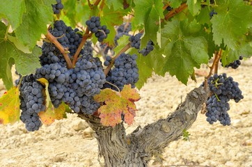 grapevine with ripe grapes