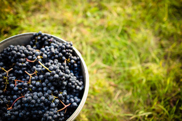 Freshly harvested red grapes in a pannier on a  vineyard