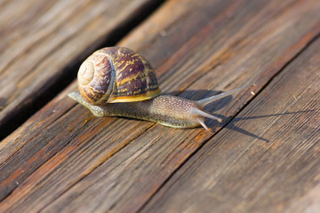 Snail