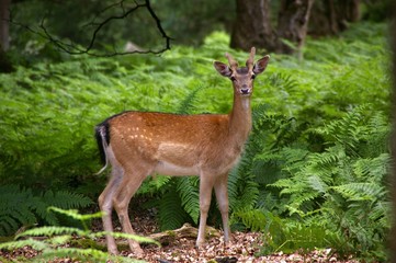 fallow deer in green ferns