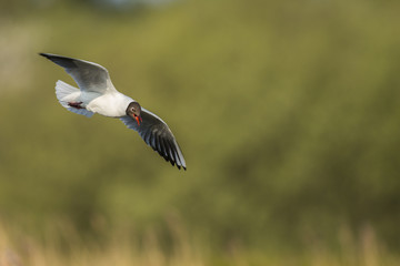  Mouette rieuse en vol au dessus de la roselière