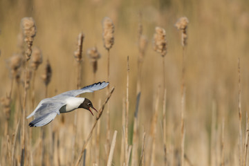  Mouette rieuse en vol au dessus de la roselière