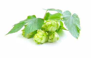 Branch of hop is with cones and sheets (Humulus lupulus)