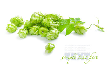 Small group of cones of hop with sheets (Humulus lupulus)