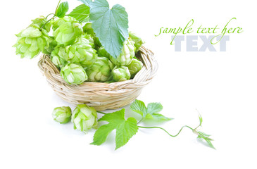 Branch of hop is with cones and sheets (Humulus lupulus)