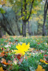 Autumn leaves in forest