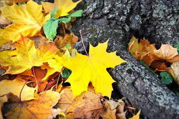 Autumn leaves in forest