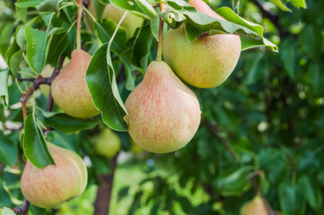 Pears on branch. Pears - orchard