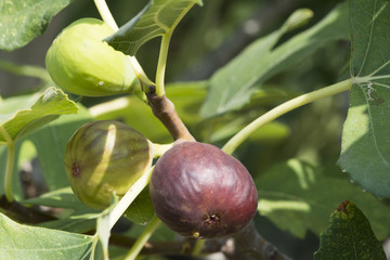 Fig on tree between the leaves