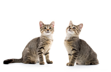 Fototapeta na wymiar Two tabby kittens