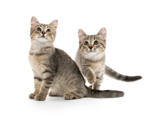 Fototapeta premium Two tabby kittens