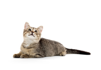 Cute tabby kitten
