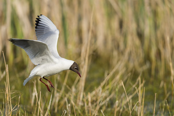  Mouette rieuse en vol au dessus de la roselière