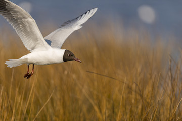 Mouette rieuse en vol au dessus de la roselière