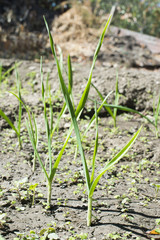 Fresh green garlic in plantation