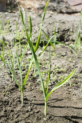 Fresh green garlic in plantation