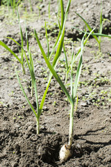 Fresh green garlic in plantation