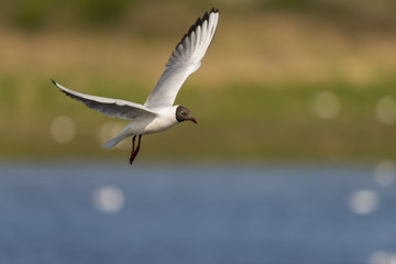 Obraz premium Mouette rieuse en vol