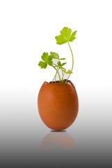 Tree in egg shell isolated on white background