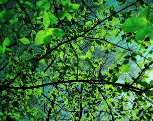 Fototapeta premium naturellement