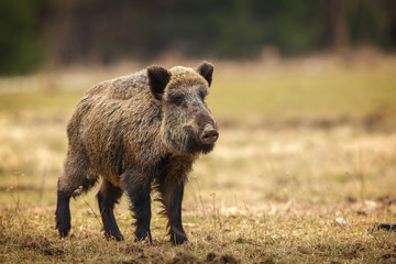 Wildboar