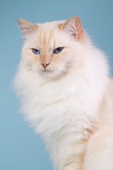 Ragdoll on a blue background
