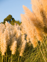 Cortaderia selloana background