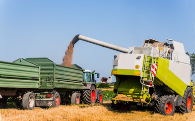 Fototapeta premium Getreidefeld mit Weizen bei der Ernte