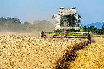 Getreidefeld mit Weizen bei der Ernte