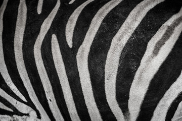 Fototapeta na wymiar paski zebry