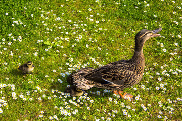 duck with ducklings.walk in city