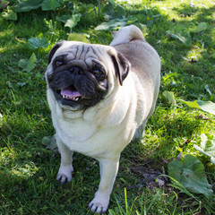 pug dog outdoor