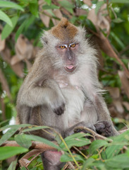 monkey with tongue showing