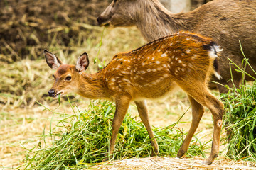 Deer in chiangmai zoo chiangmai Thailand