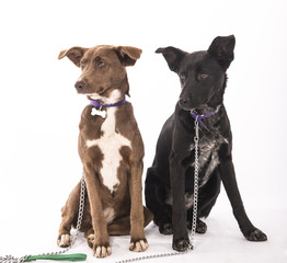 Obraz premium Kundle szczenięta pozują do nauki