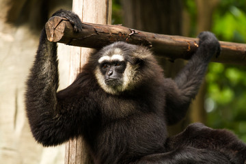 Gibbon in chiangmai zoo chiangmai Thailand