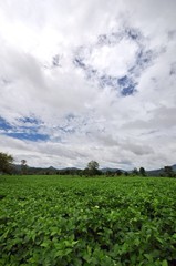 Fototapeta premium Soy bean farm