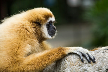Gibbon in chiangmai zoo chiangmai Thailand