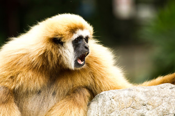 Gibbon in chiangmai zoo chiangmai Thailand