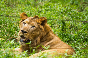 Fototapeta na wymiar lion in chiangmai zoo chiangmai Thailand