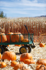 pumpkin patch © Mariusz Blach