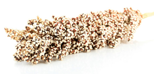 Food for parrots isolated on white