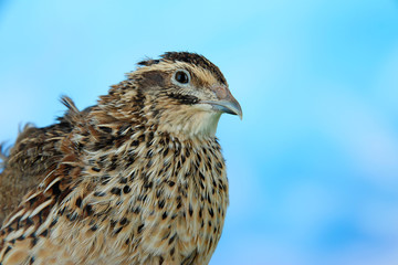 Young quail on blue background