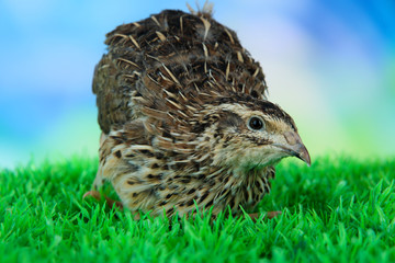 Young quail on grass on blue background