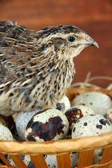 Young quail with eggs on straw on wooden background